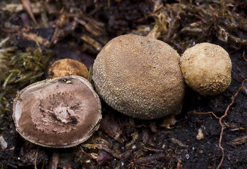 elaphomyces granulatus